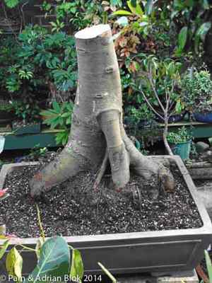 in bonsai pot